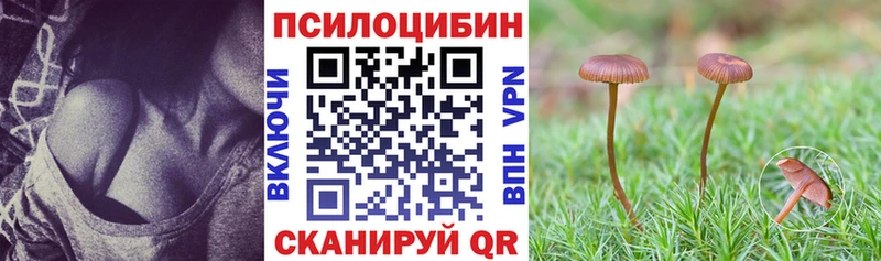 ОМГ ОМГ tor  Ачхой-Мартан  Псилоцибиновые грибы Psilocybe  цена  